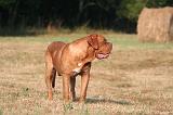 DOGUE DE BORDEAUX 402